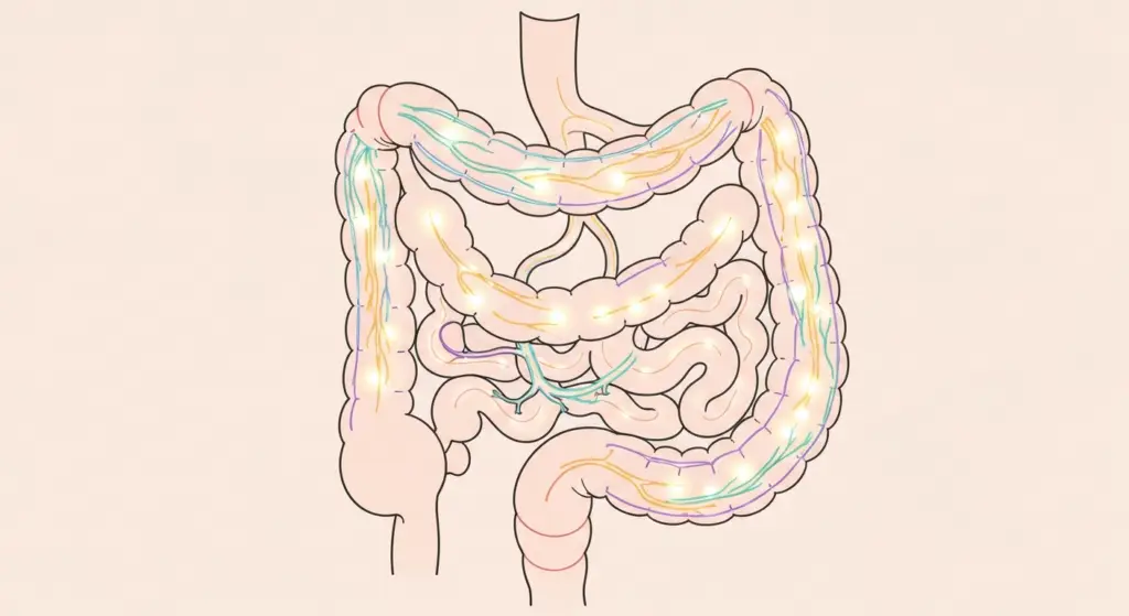 darmgezondheid verbeteren